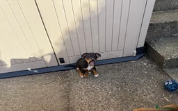 Jack Russell dogs for sale: Beautiful Jack Russell Puppies - Image 11