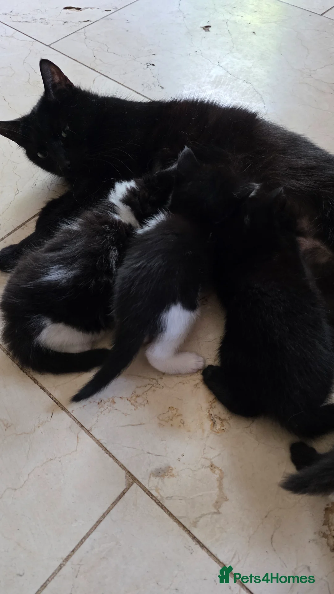 Domestic Shorthair cats for sale: Kittens  - Advert 6