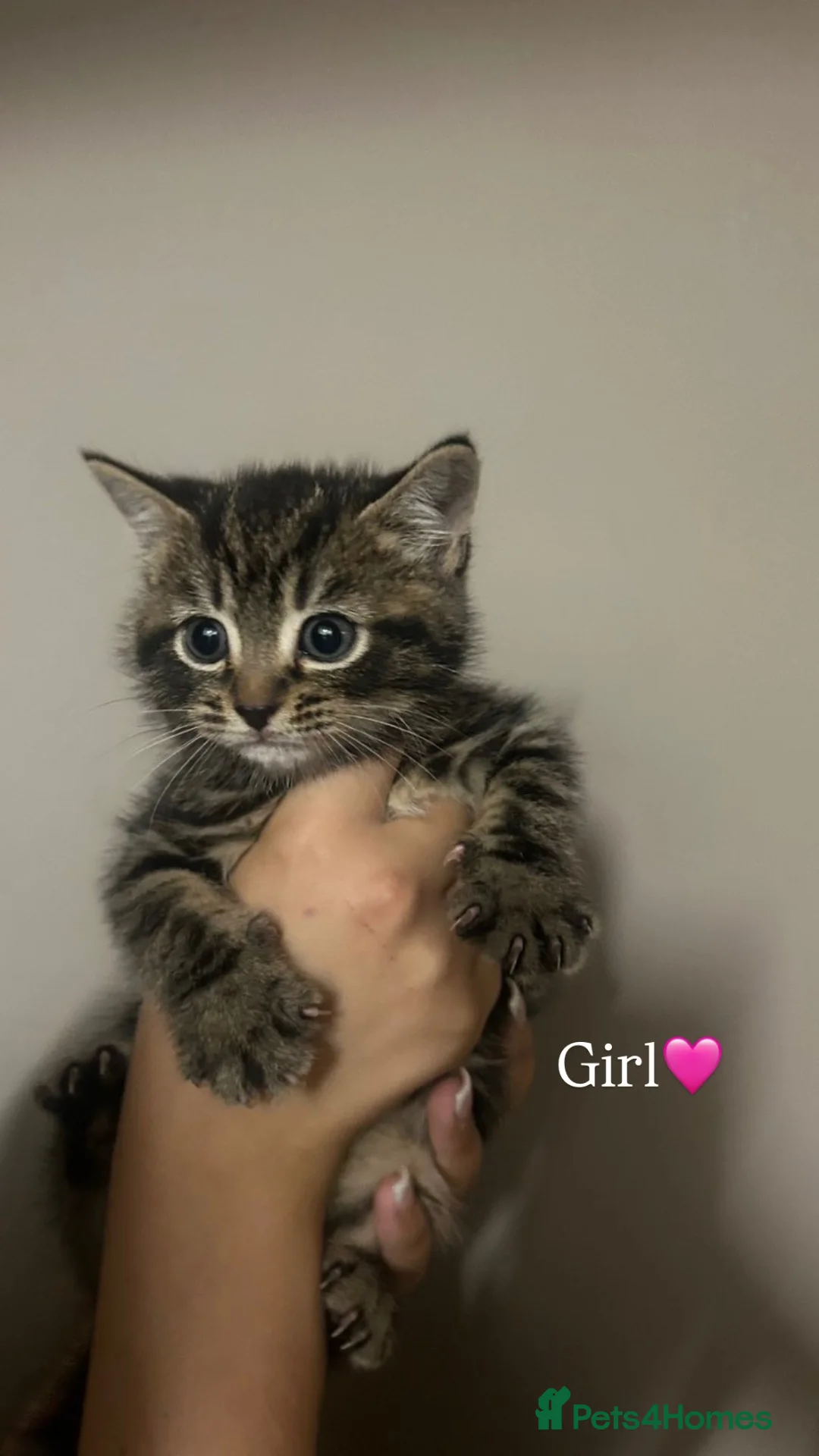Mixed Breed cats for sale: 3 beautiful kittens for sale  - Advert 4