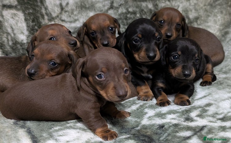Miniature Dachshund dogs - Advert 2