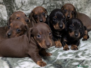 Miniature Dachshund dogs - Advert 2
