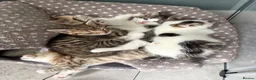 Mixed Breed cats for sale: Gorgeous little of kittens for sale  in Maidenhead - Advert 4