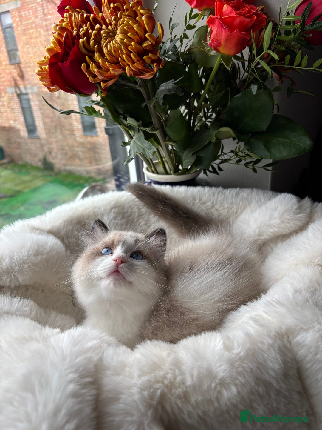 Ragdoll cats for sale: Beautiful two GCCF kittens. Blue Bicolour Ragdolls - Advert 34