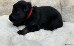 German Shepherd dogs for sale: German Shepherd's from DDR and Czech bloodlines.  - Image 18