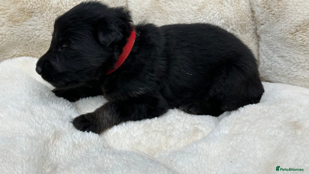 German Shepherd dogs for sale: German Shepherd's from DDR and Czech bloodlines.  - Image 18