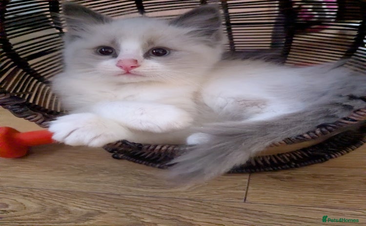 Ragdoll cats - Advert 2