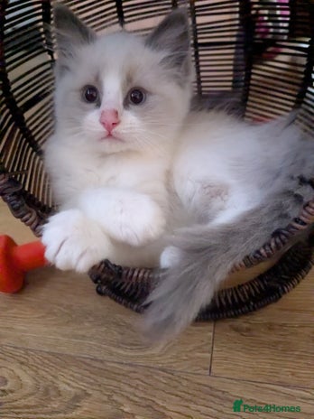 Ragdoll cats - Advert 2