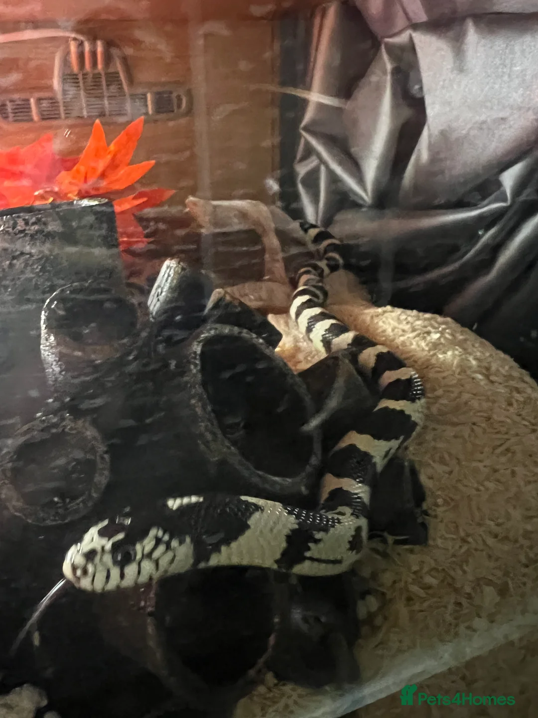 King Snake reptiles for sale: California king snake  - Advert 1