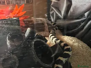 King Snake reptiles California king snake - Advert 6