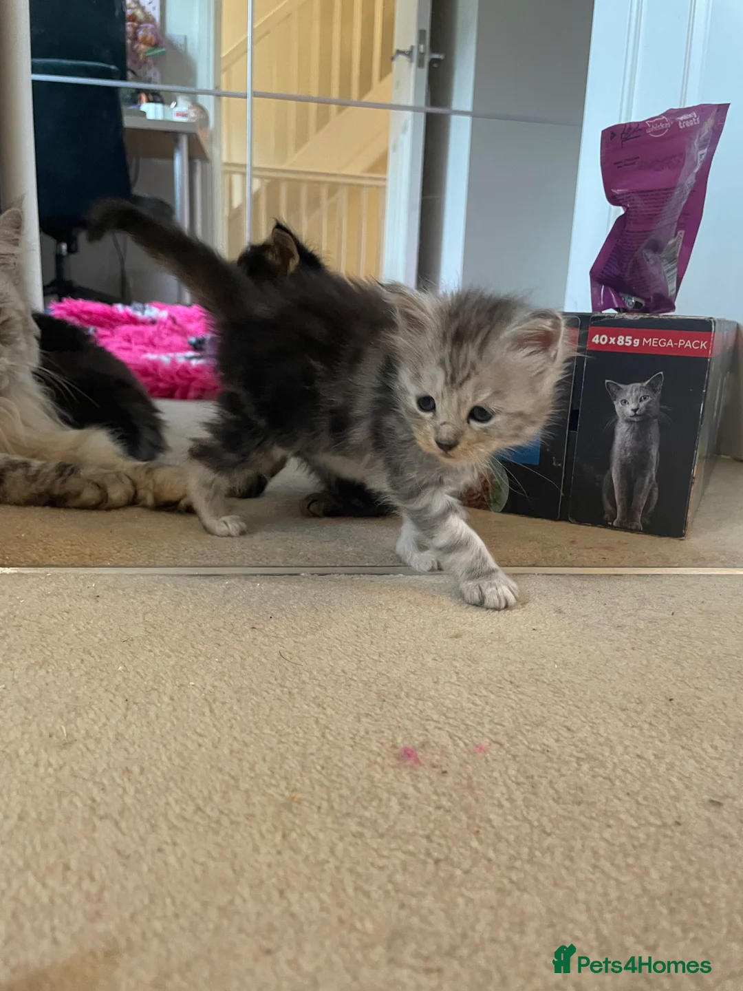 Maine Coon cats for sale: Beautiful Silver tabby Maine coon girls - Advert 27