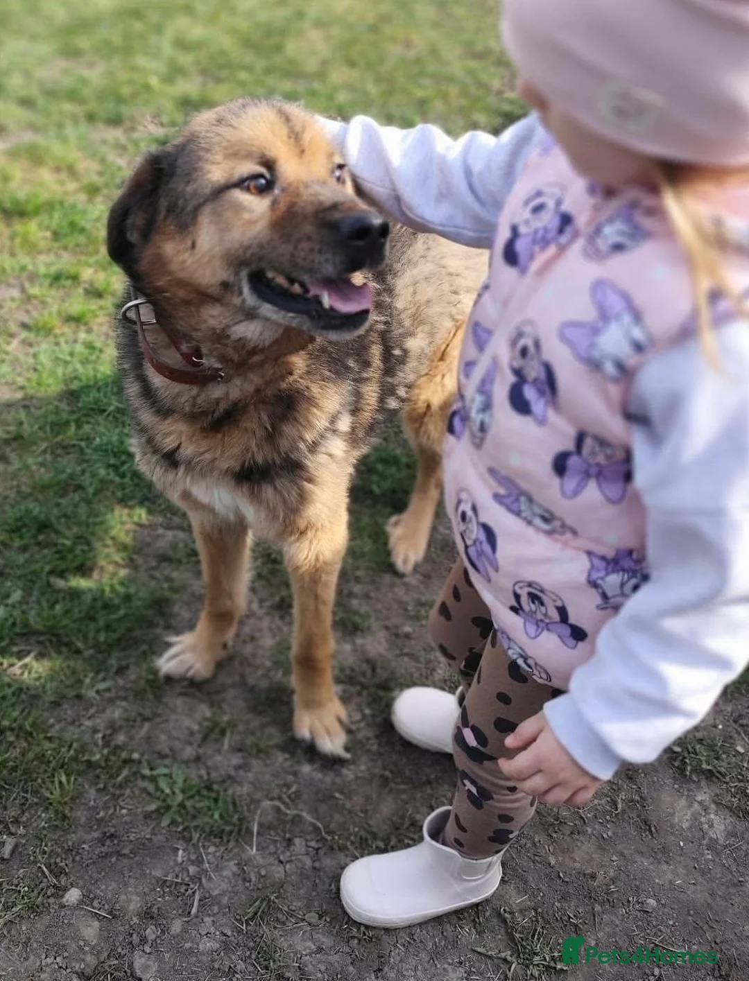 Mixed Breed dogs for adoption: Soul 💙 - Advert 2