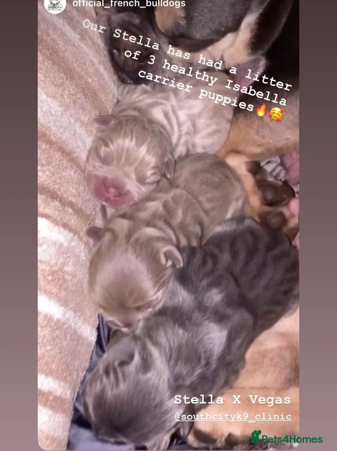 French Bulldog dogs for stud: VEGAS- new shade Isabella & tan Merle  in Southampton - Advert 18