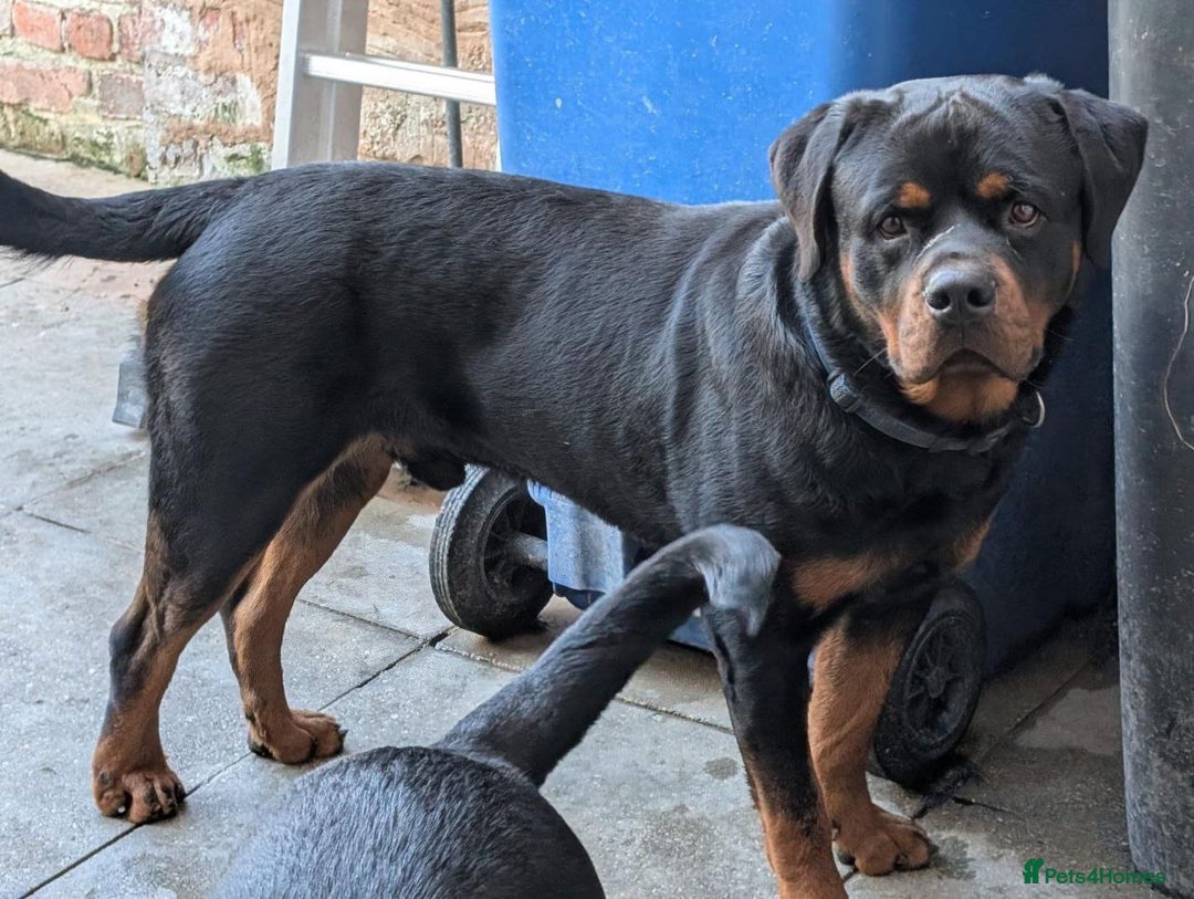 Rottweiler dogs for sale: 🐶 KC Rottweiler Puppies – German ADRK Bloodlines - Advert 7