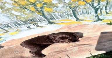 Cocker Spaniel dogs - Advert 4