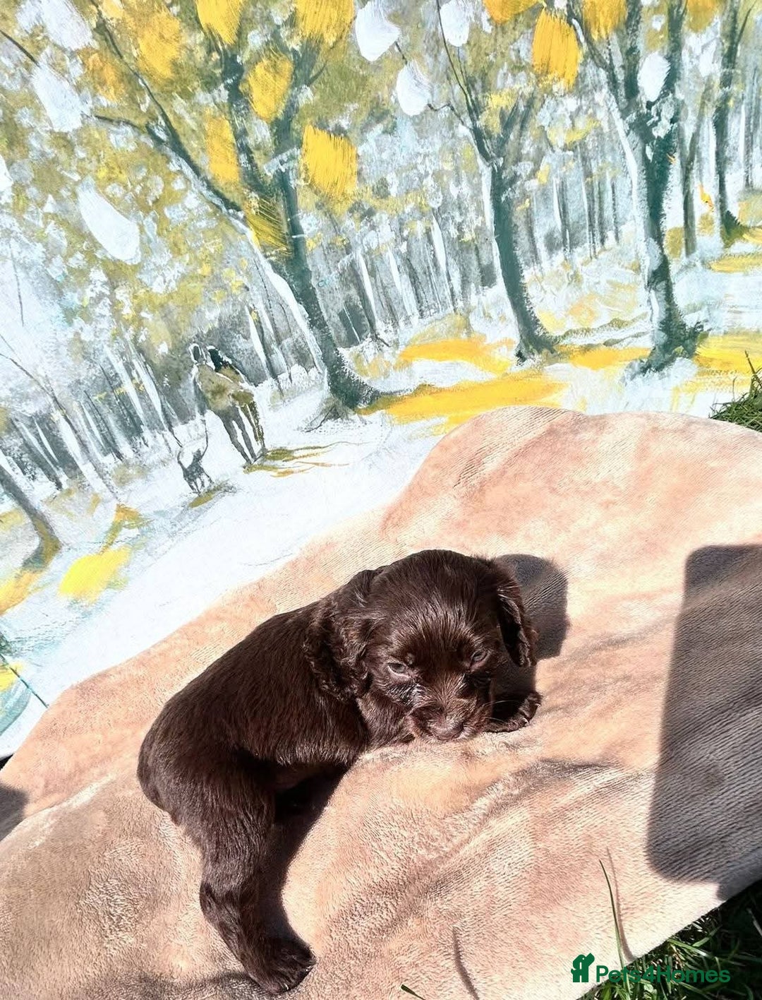 Cocker Spaniel dogs for sale: Kc Cocker spaniel puppys - Image 3