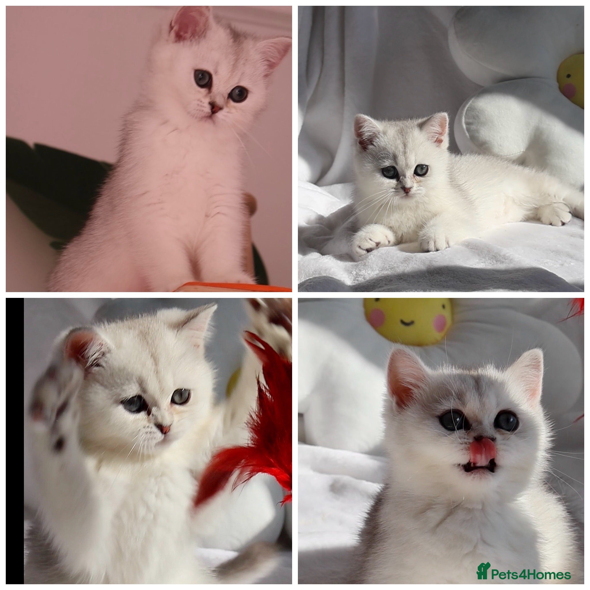 British Shorthair cats ✨Last Golden/Silver British Shorthair ready now‼️ - Advert 1