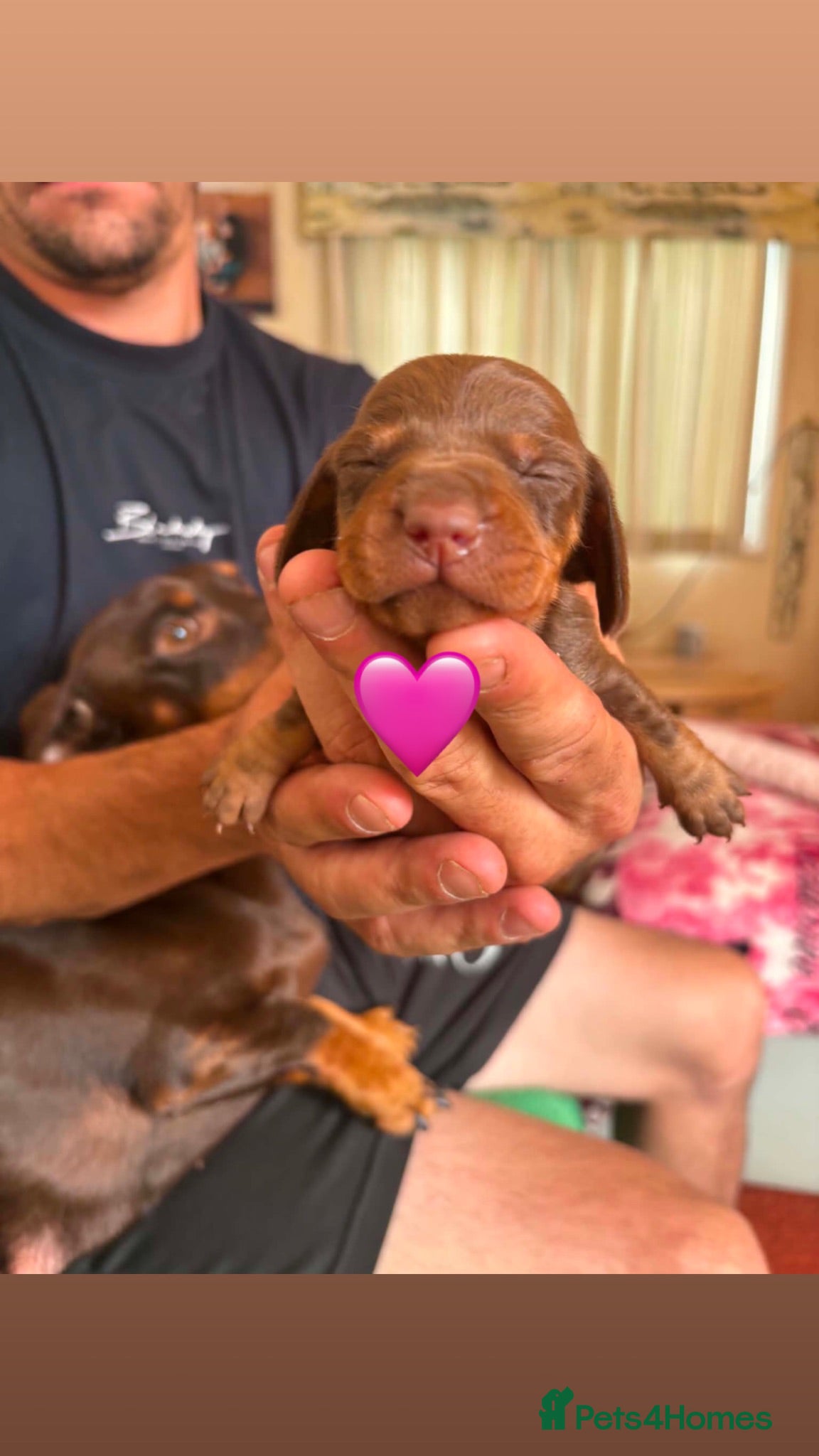 Miniature Dachshund dogs Oh my goodness so cute  - Advert 2