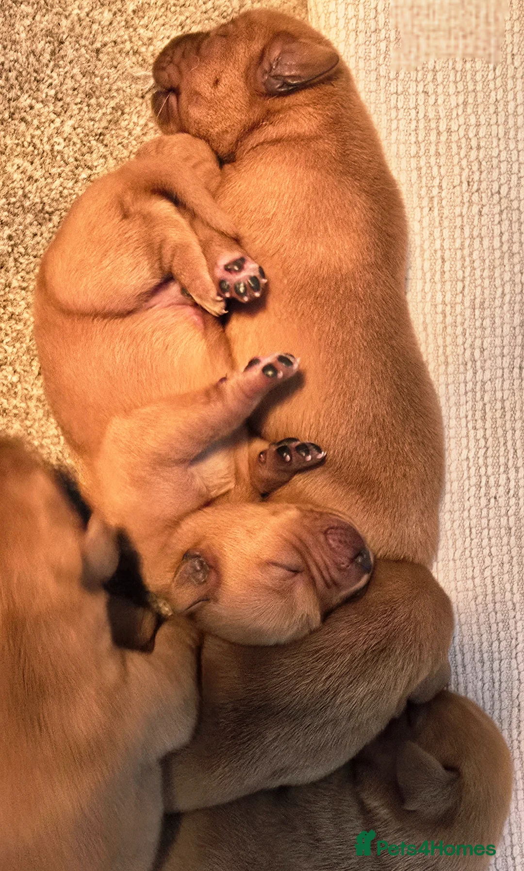 Labrador Retriever dogs for sale: KC Registered Fox Red Labrador  - Advert 2