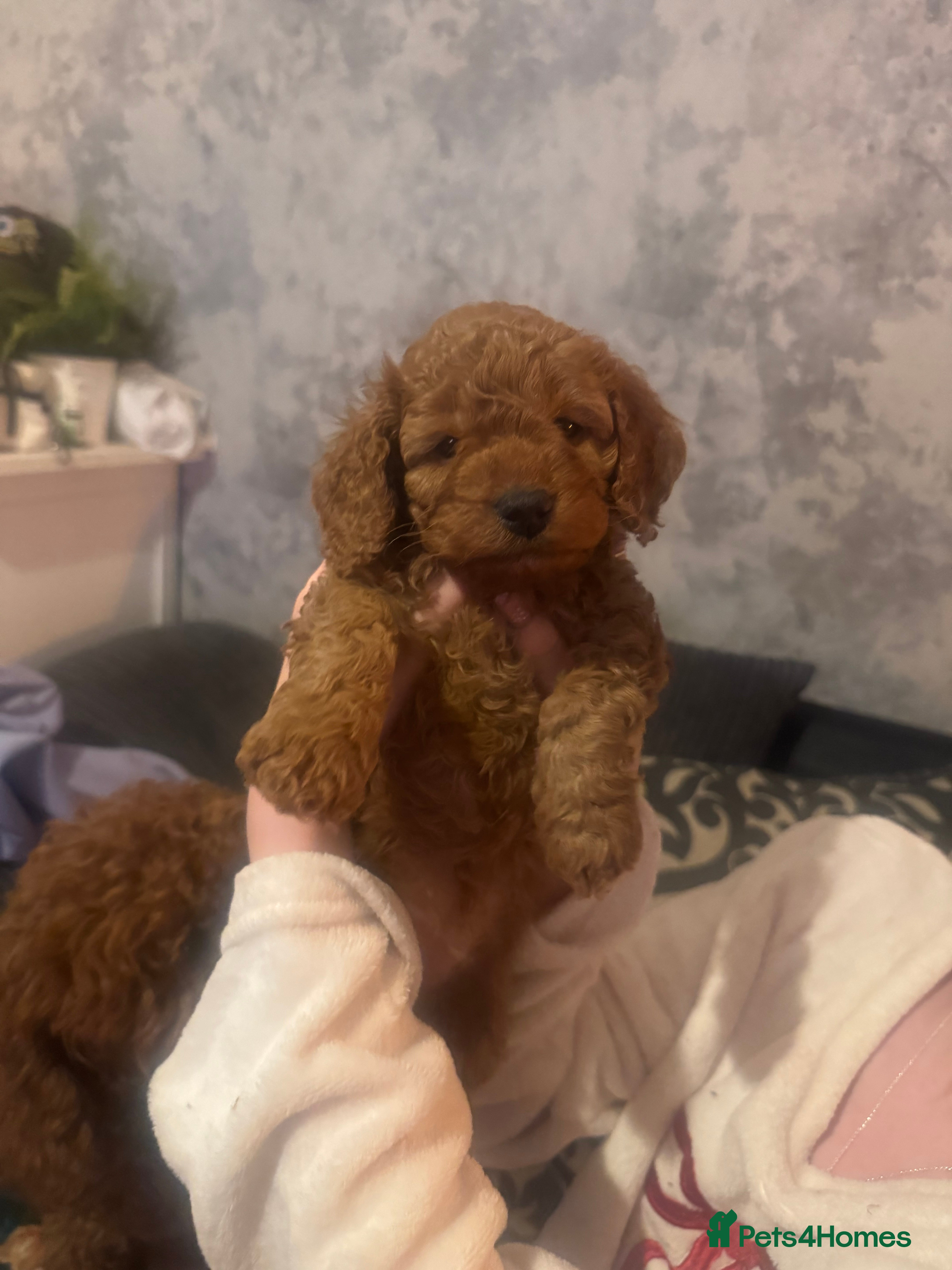 Cockapoo dogs 6 gorgeous Cockapoo puppies for sale  - Advert 4
