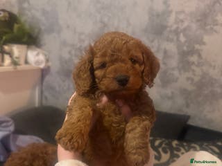 Cockapoo dogs 6 gorgeous Cockapoo puppies for sale - Advert 4