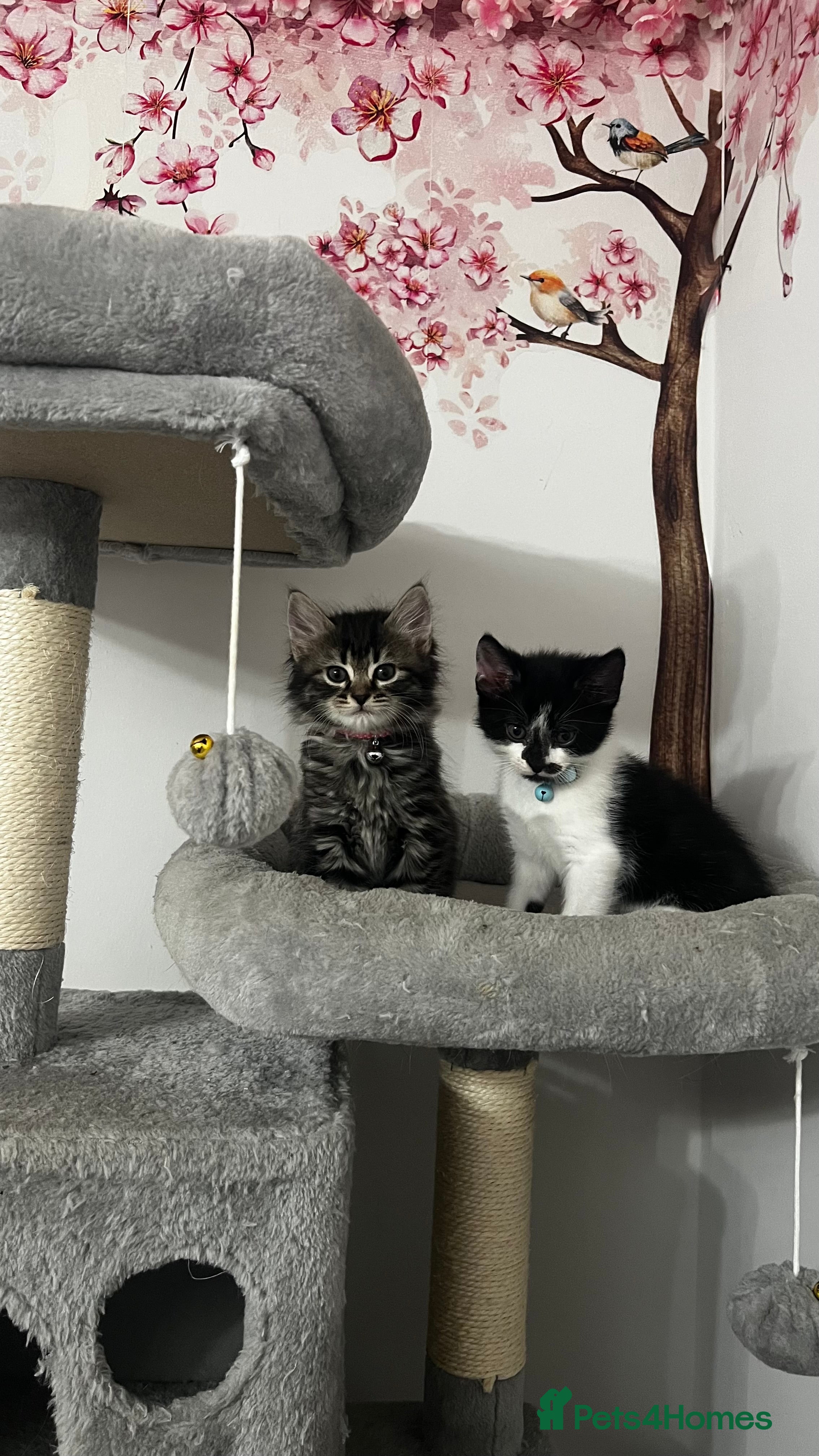 Mixed Breed cats Ready Now Leparm Kittens 3 Left  - Advert 1