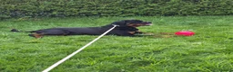 Rottweiler dogs for sale: 11 month old german rottweiler  - Advert 3