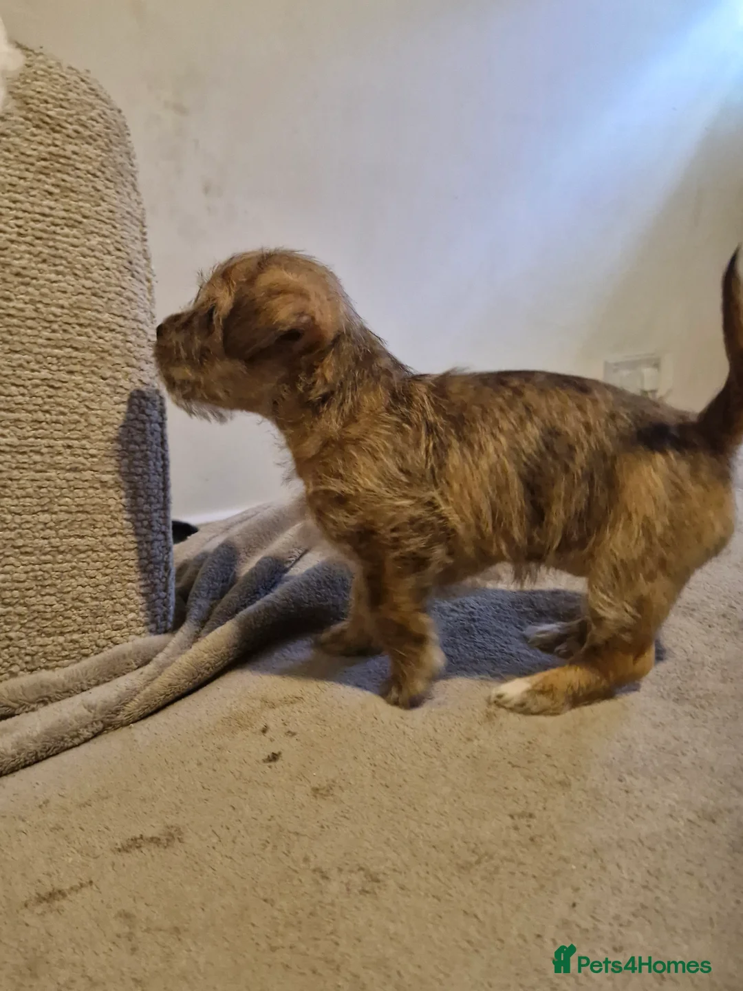 Mixed Breed dogs for sale: Beautiful Girl malshi x Jack russell  - Advert 7