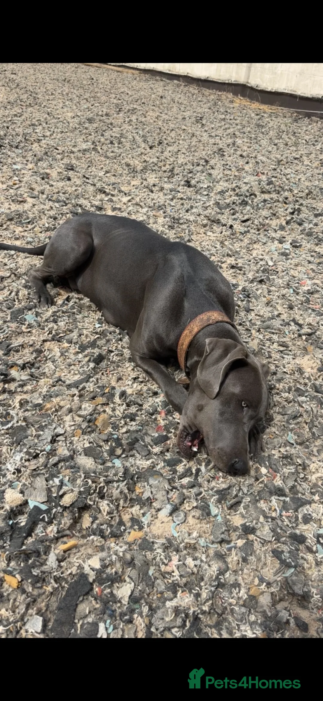 Great Dane dogs for sale: 5 Great Dane puppies for sale in Thetford - Advert 2