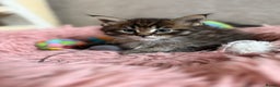 Maine Coon cats for sale: GCCF Maine coon stunning large kittens  - Advert 6