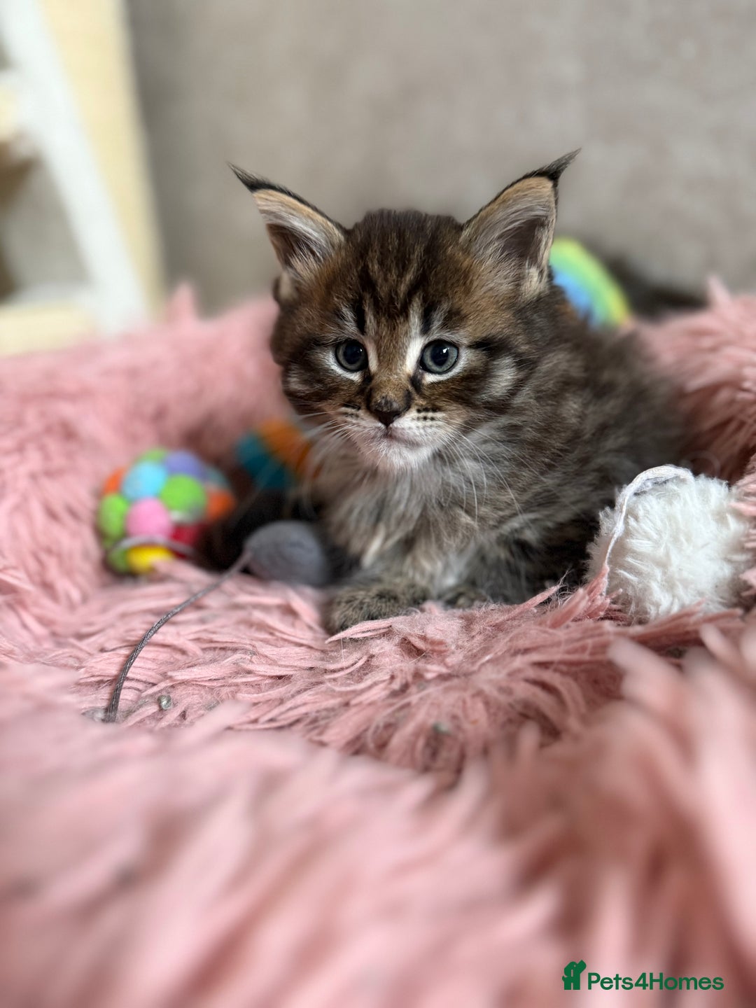 Maine Coon cats for sale: GCCF Maine coon stunning large kittens  - Advert 6