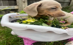 Miniature Dachshund dogs for sale: Miniature Dachshund Isabella Tan Short Soft Coat - Image 4