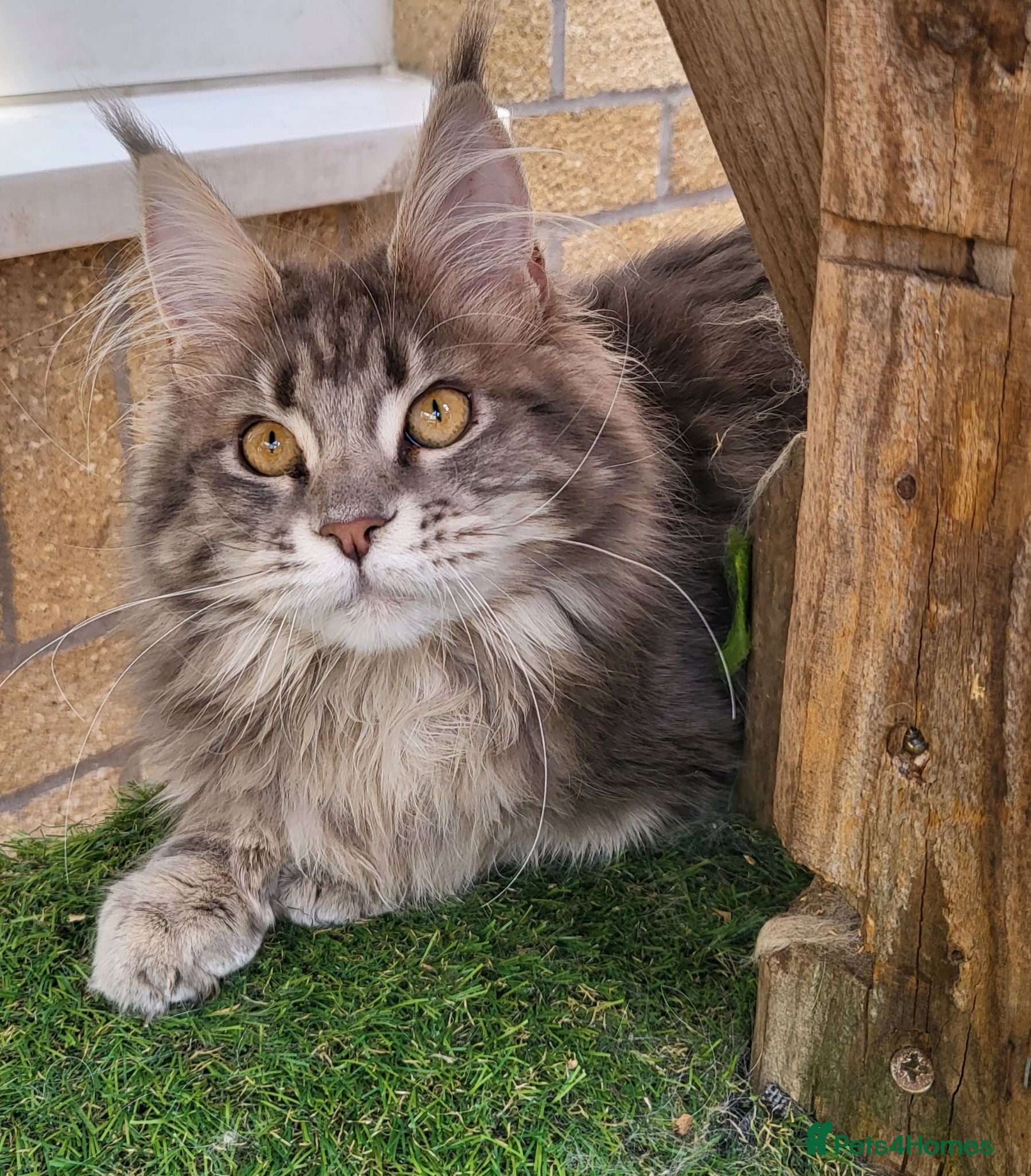Maine Coon cats Blue tabby girl 3 years old  - Advert 1