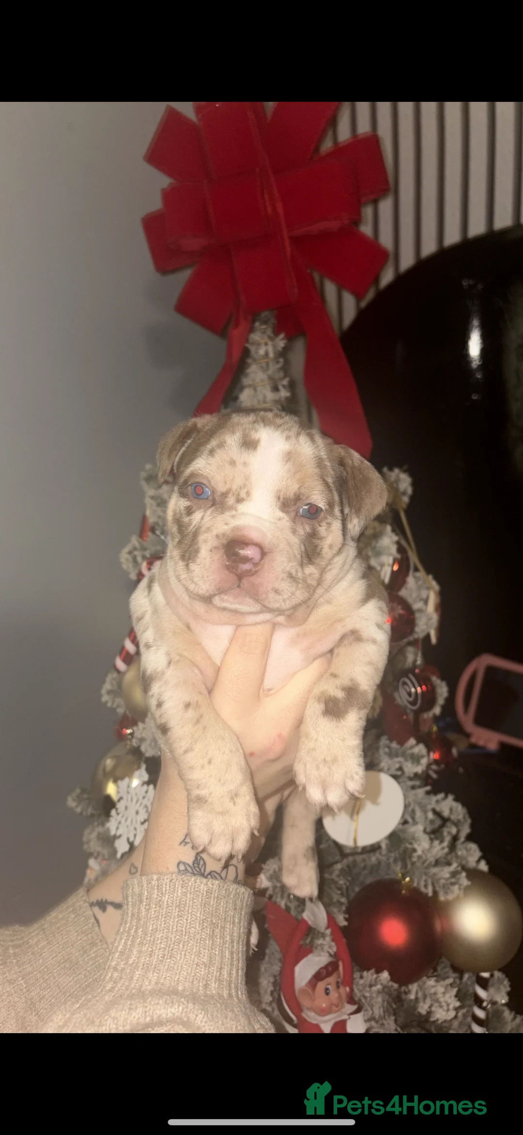 American Bully dogs for sale: Pocket bully - Advert 4