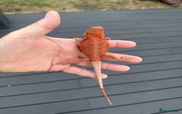 Bearded Dragon reptiles for sale: Bearded Dragon Red Monster line  - Image 2