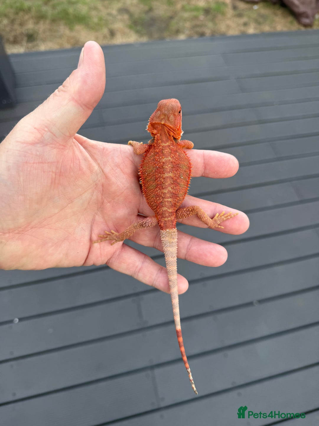 Bearded Dragon reptiles for sale: Bearded Dragon Red Monster line  - Image 2