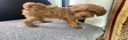 Cockapoo dogs for sale: Toy Poodle Cross Puppies, Mum & Dad Seen, London - Advert 25