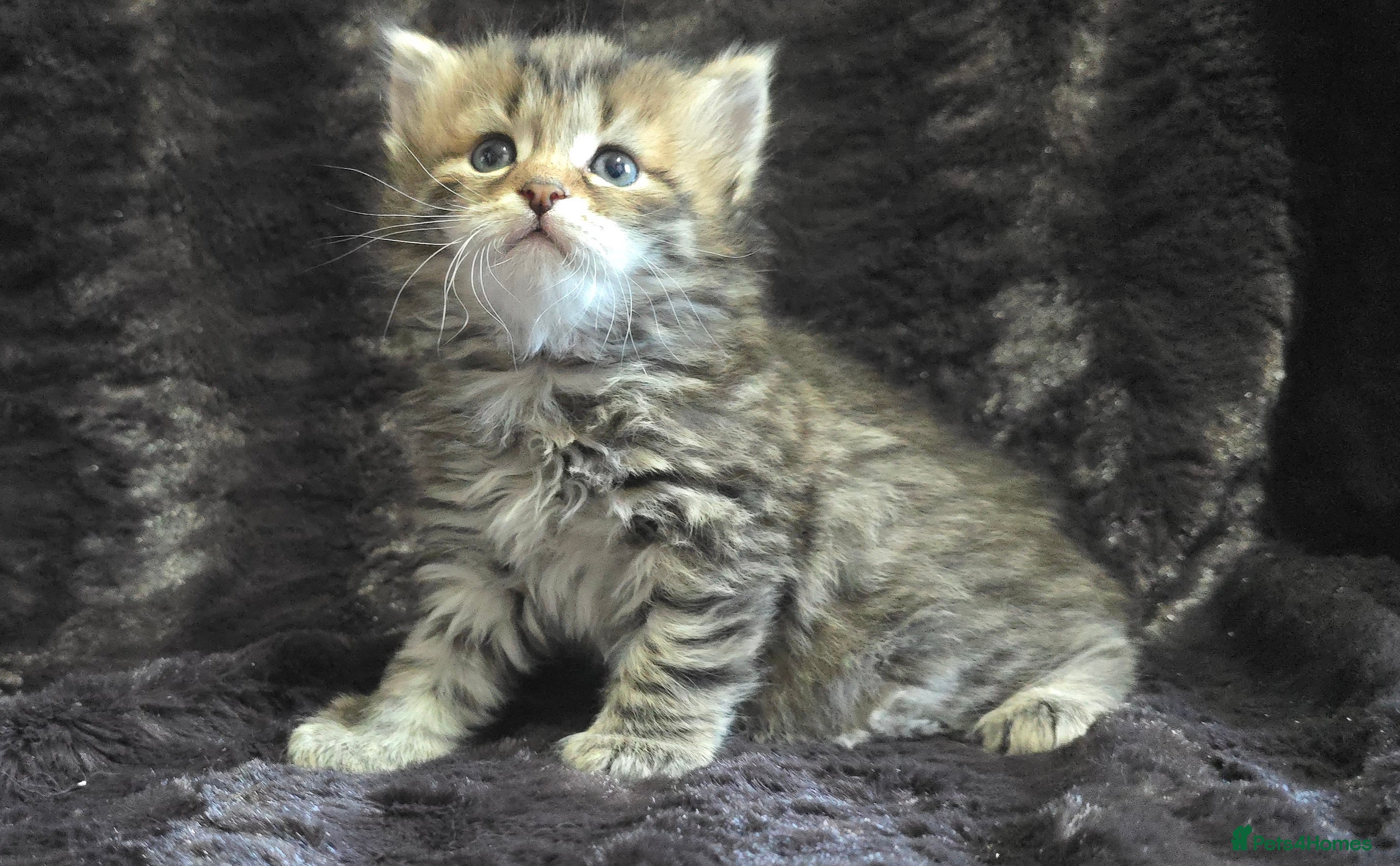 Siberian cats Pure Siberian kittens  - Advert 1