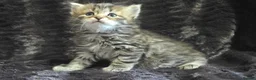 Siberian cats for sale: Pure Siberian kittens  - Advert 1
