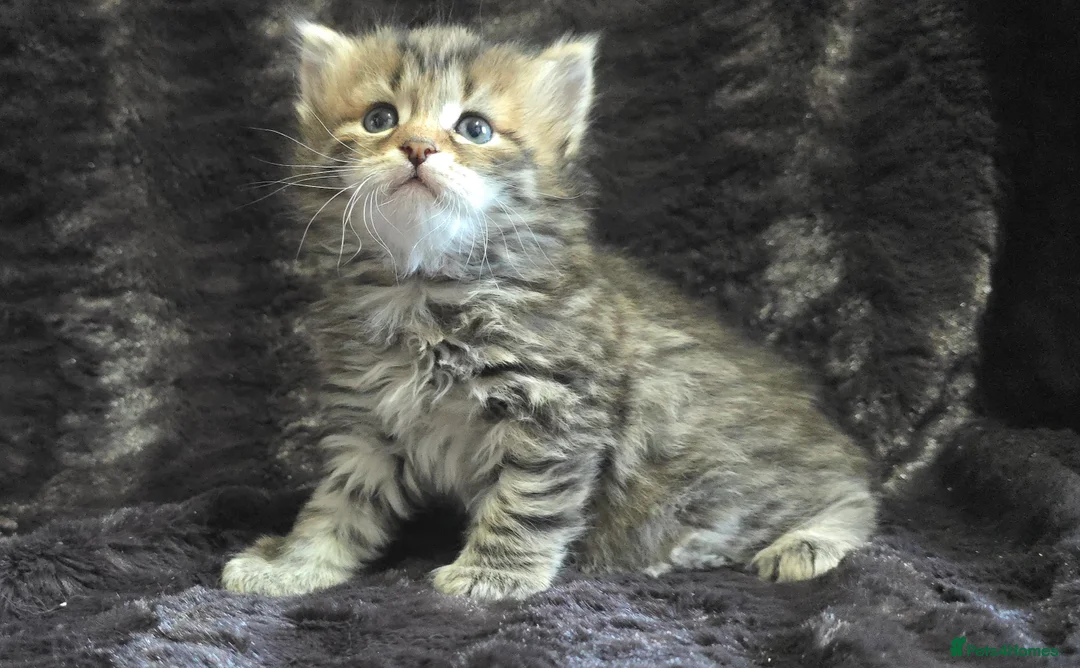 Siberian cats for sale: Pure Siberian kittens  - Advert 1