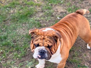 English Bulldog dogs Stunning Red/white English bulldog for stud - Advert 2