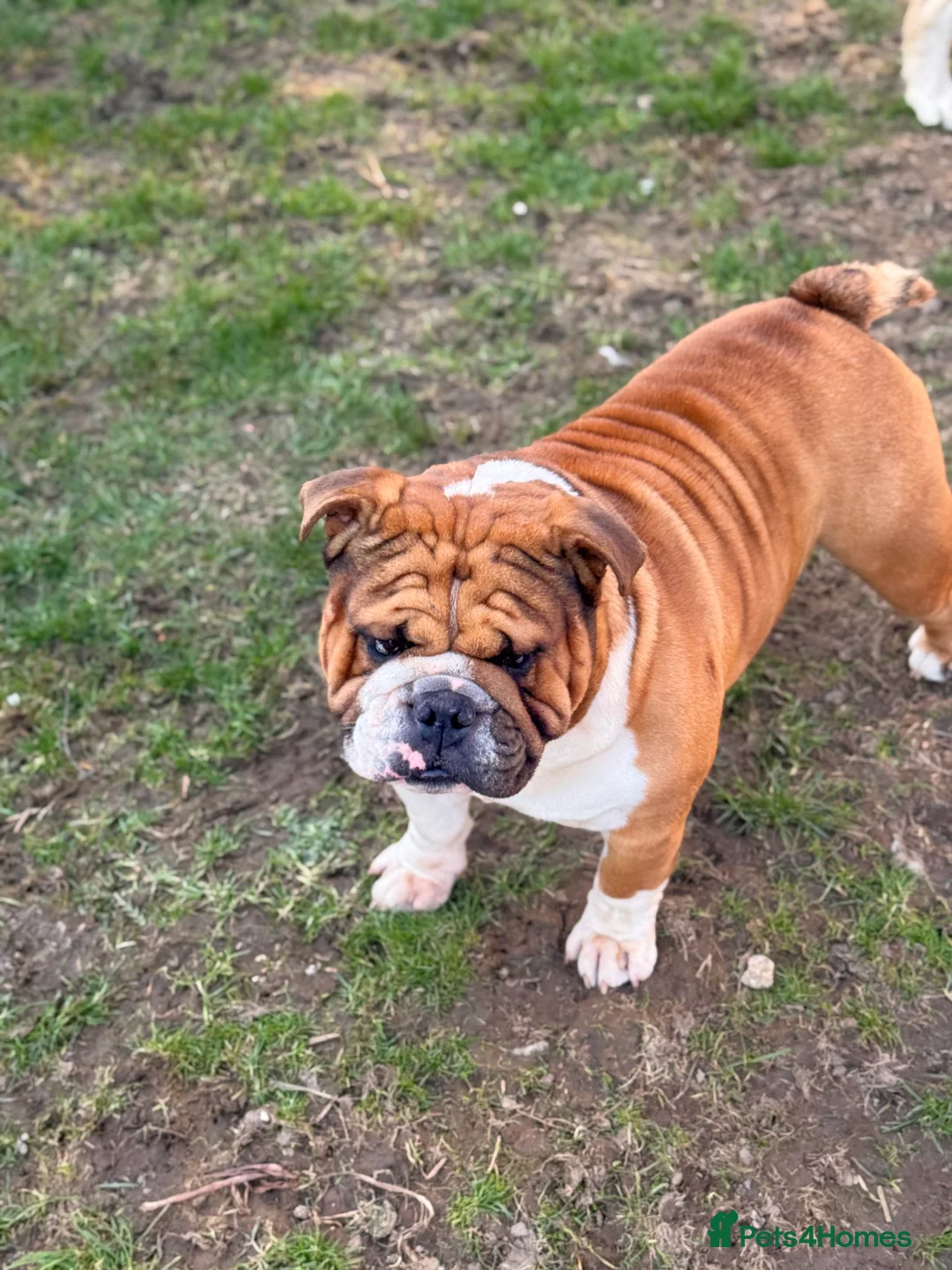 English Bulldog dogs for stud: Stunning Red/white English bulldog for stud  - Advert 2