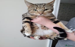 Mixed Breed cats for sale: Half bengal male cat - Image 1