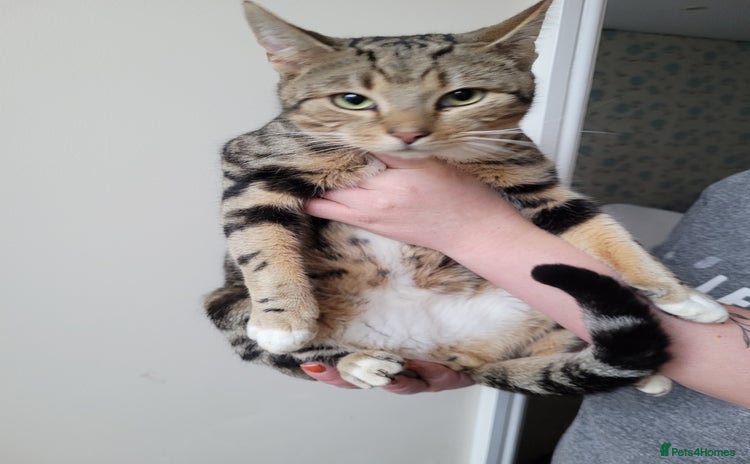 Mixed Breed cats - Advert 1