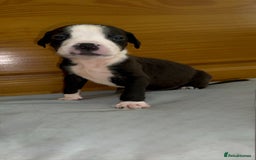 Cane Corso dogs for sale: Cane Corso Puppies for Sale - Image 31