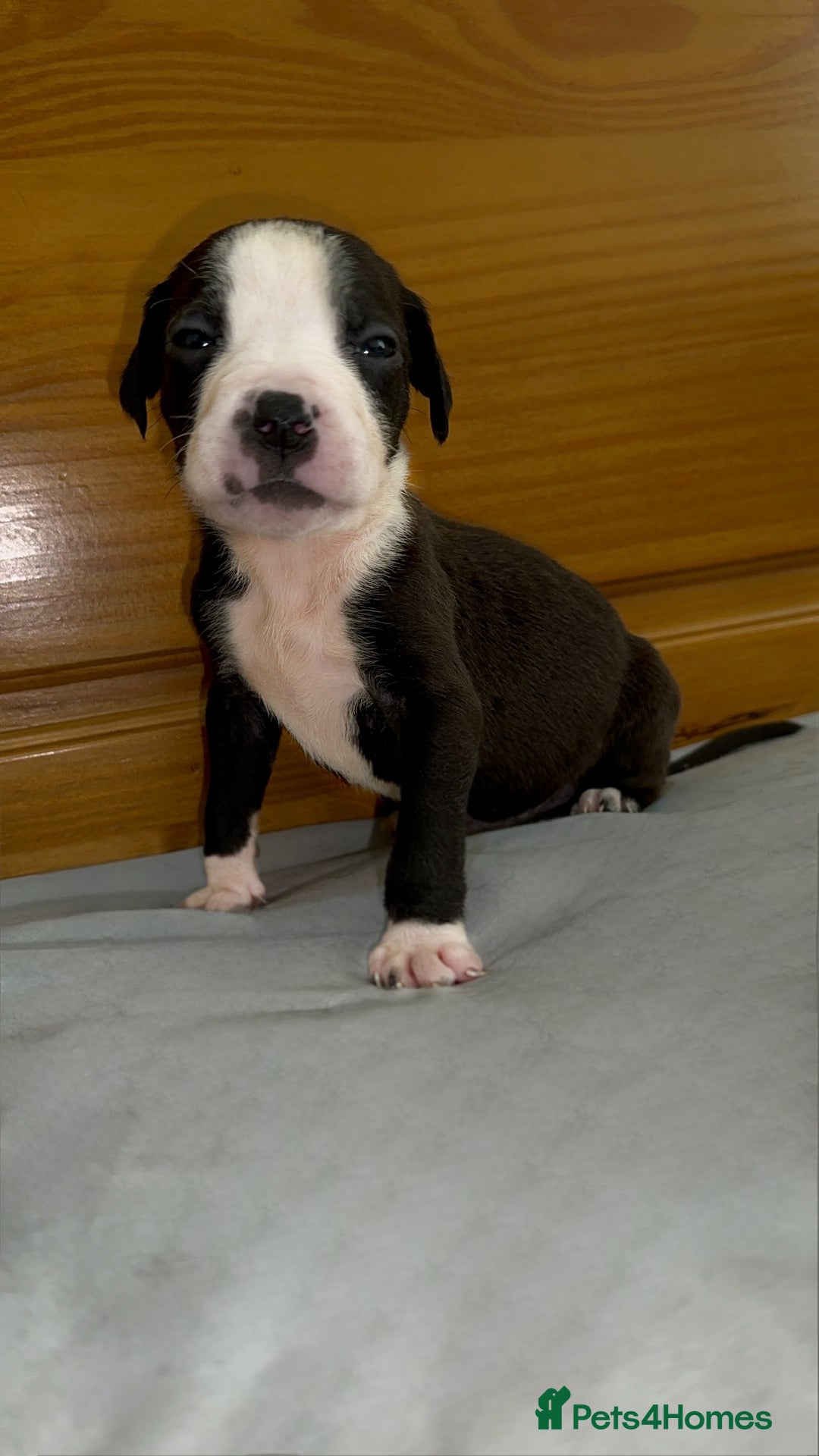 Cane Corso dogs for sale: Cane Corso Puppies for Sale - Image 31