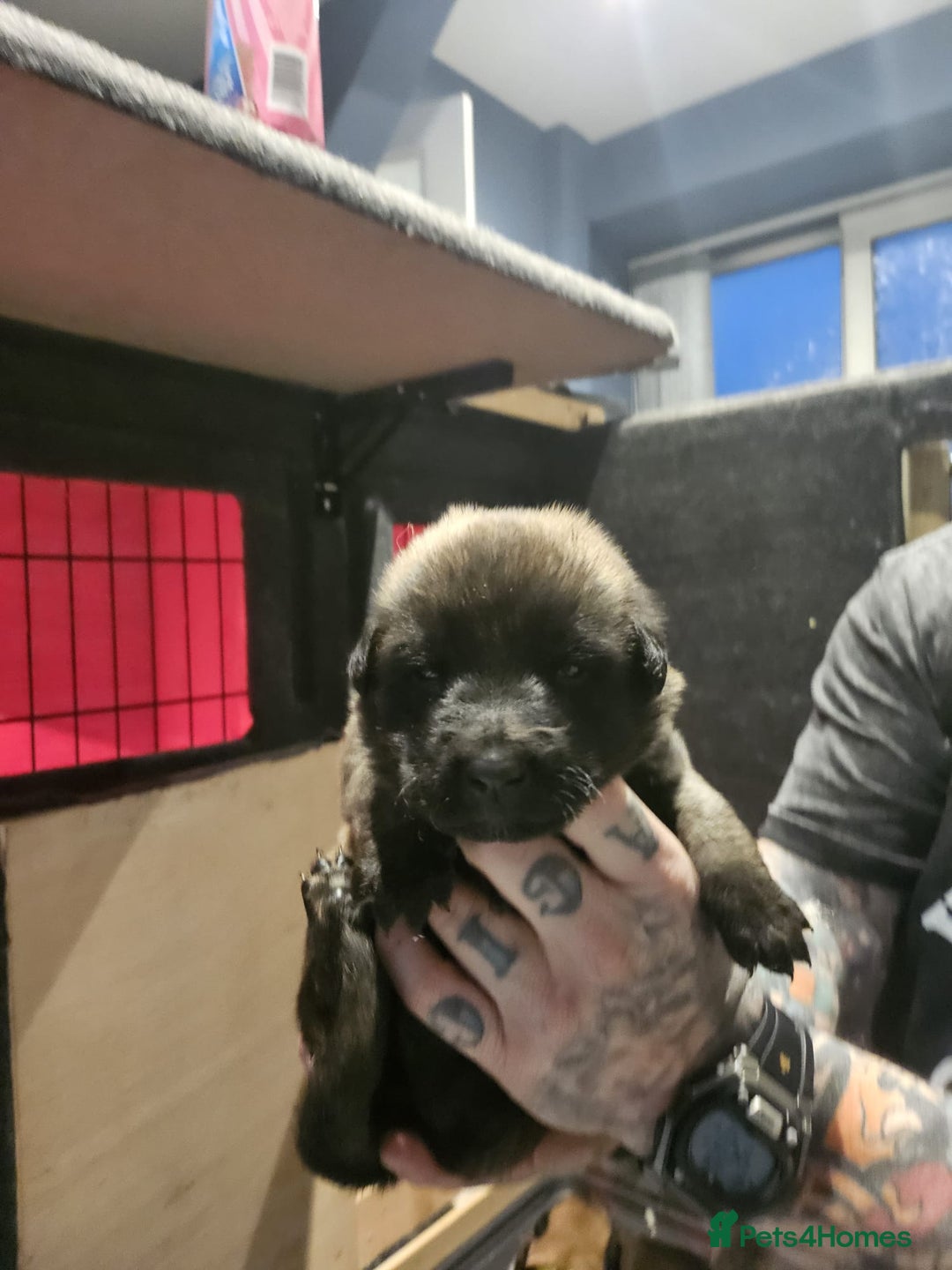 Belgian Shepherd Dog dogs for sale: Belgian Malinois Puppies for Sale 9 available - Advert 7