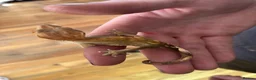 Mixed Breed reptiles for sale: Different reptiles for sale - Advert 13