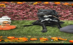 Mixed Breed dogs for adoption: Molly - Image 2