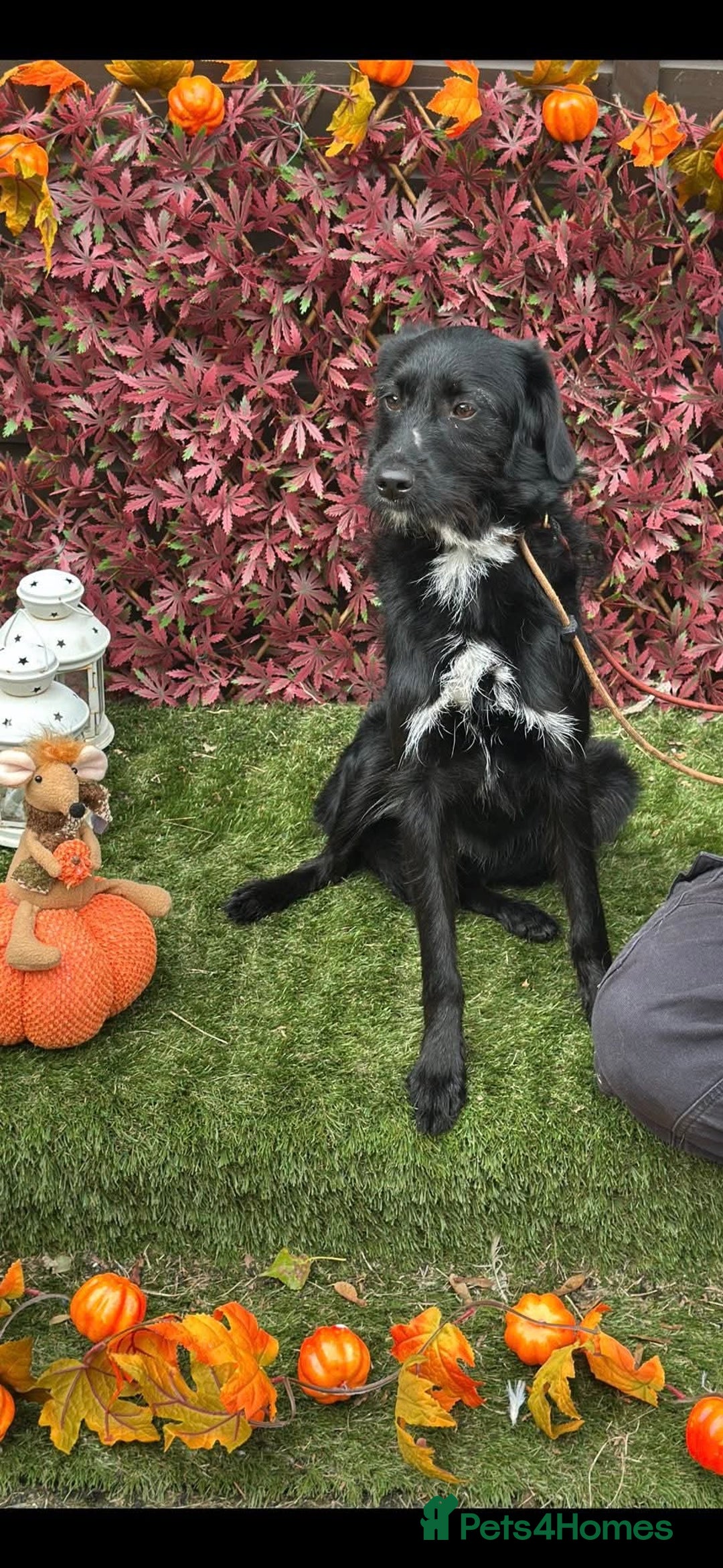 Mixed Breed dogs for adoption: Molly - Image 2