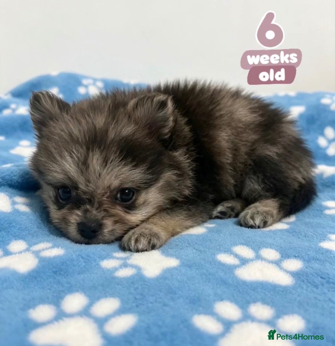 Pomeranian dogs ✨Four Mini Little Gems 💎🐾🐶✨💜🧡🩶🤎 - Advert 2
